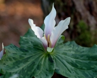 Lightly rose tinted white flowers over lightly mottled foliage.